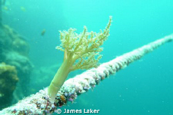 Soft Coral by James Laker 